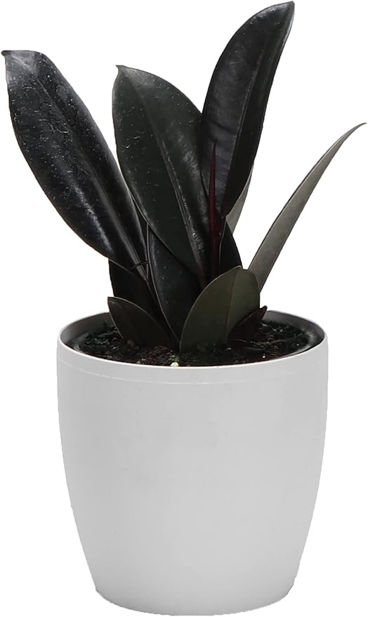 Thorsen's Greenhouse Ficus elastica, Live Indoor Plant, Rare Variety, Natural Air Purifier, Burgundy Rubber Plant, 4-Inch Diameter Pot (White)