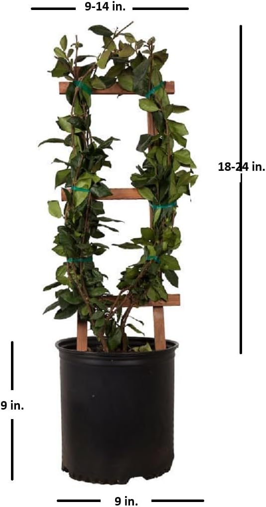 Star Jasmine 'Large Leaf' (2.5 Gallon) Aromatic White Blooming Evergreen Vine - Full Sun Live Outdoor Plant