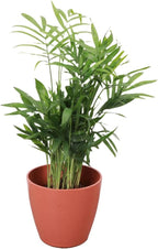 Thorsen's Greenhouse Parlor Palm Plant, Live Indoor Plant, Neanthe Bella Palm, Natural Air Purifier, Easy to Grow, Pet Safe Plant, 4-inch Diameter Pot (Terra Cotta)