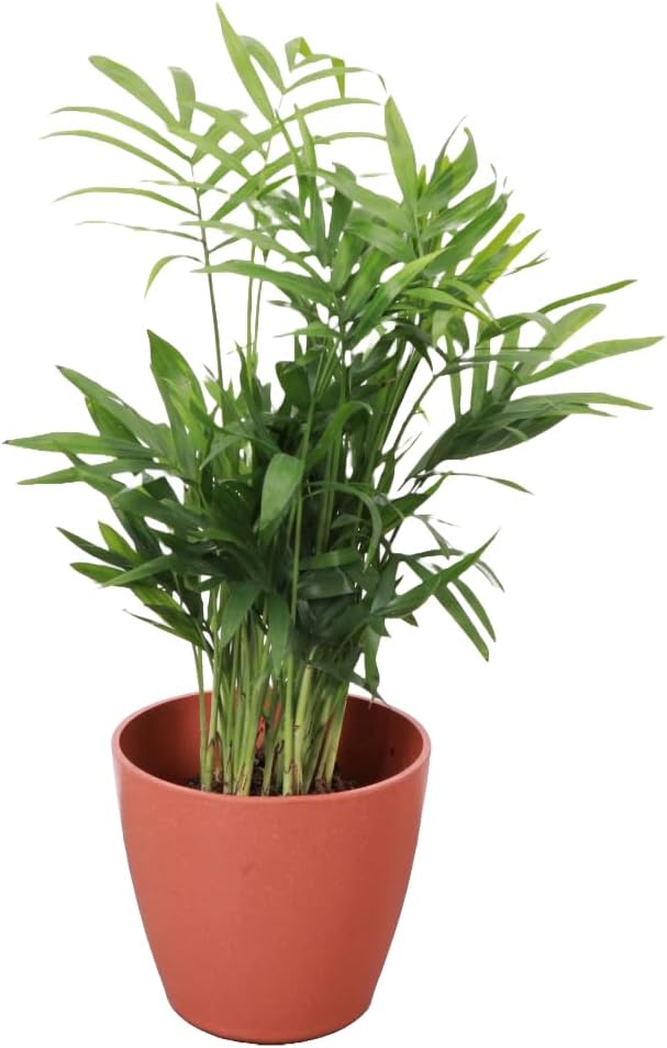 Thorsen's Greenhouse Parlor Palm Plant, Live Indoor Plant, Neanthe Bella Palm, Natural Air Purifier, Easy to Grow, Pet Safe Plant, 4-inch Diameter Pot (Terra Cotta)