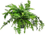 Tropical Plants of Florida Macho Fern Hanging Basket 12 Inch Live Fern Plant, 28 to 32 Inch Spread, Large Lush Outdoor Indoor Shade Plant for Porch Patio