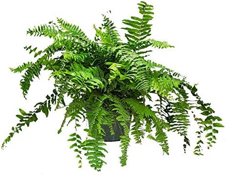 Tropical Plants of Florida Macho Fern Hanging Basket 12 Inch Live Fern Plant, 28 to 32 Inch Spread, Large Lush Outdoor Indoor Shade Plant for Porch Patio