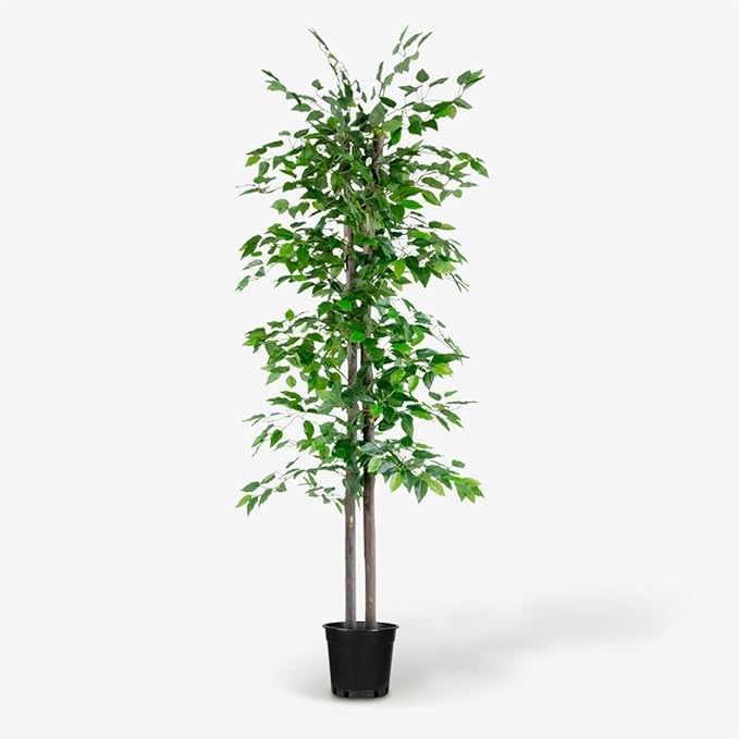BLAINE | Ficus 71in | Decorative Artificial Plants | Large Artificial Plant | Artificial Plants for Indoor/Outdoor use | Realistic Decorative Artificial Plant for Home