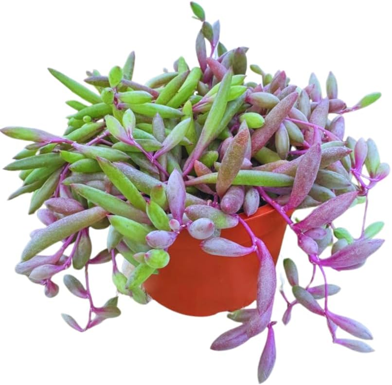 Live Succulent 4" Othonna Capensis Ruby Necklace, Succulents Plants Live, Succulent Plants Fully Rooted, House Plant for Home Office Decoration, DIY Projects, Party Favor Gift by The Succulent Cult