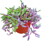 Live Succulent 4" Othonna Capensis Ruby Necklace, Succulents Plants Live, Succulent Plants Fully Rooted, House Plant for Home Office Decoration, DIY Projects, Party Favor Gift by The Succulent Cult