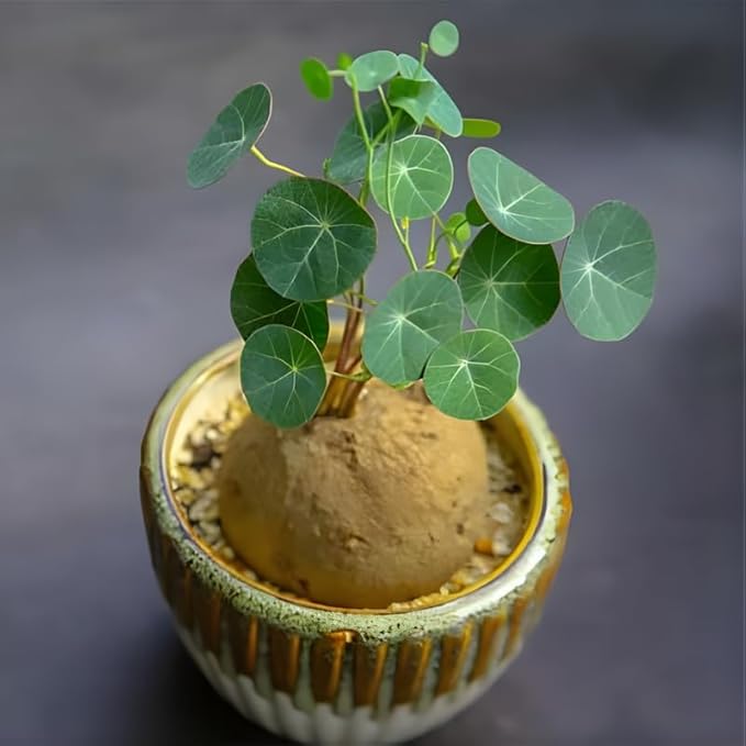 Stephania Plant Live in 2 – 2.5" Inch Pot | Compact Stephania Erecta Bulb Trees | Simple-Care Indoor Houseplant | Decorative Indoor Tree for Homes, Desks Spaces