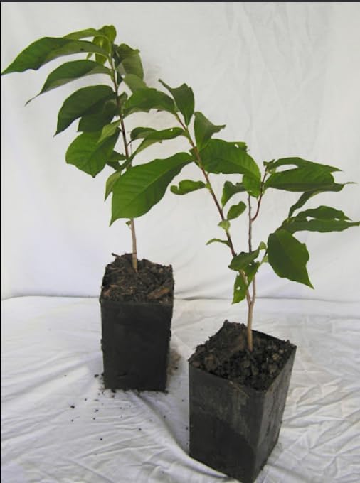 Old Fashioned Lilac Bushes Live Plants (2 Pack) – 18–24” Tall - Syringa vulgaris – Fragrant Lavender Purple Flowers – Hardy Flowering Shrubs