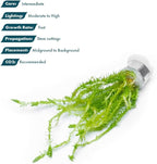 SubstrateSource Live Aquarium Stem Plants - Freshwater Aquatic Plant for Fish Tanks, Aquascaping - (Mayaca Fluviatilis, 4 Bunches)