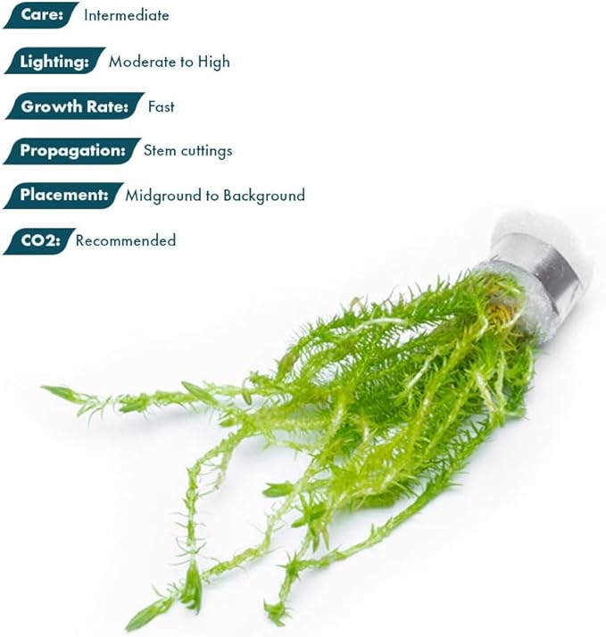 SubstrateSource Live Aquarium Stem Plants - Freshwater Aquatic Plant for Fish Tanks, Aquascaping - (Mayaca Fluviatilis, 4 Bunches)