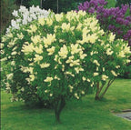 Primrose Yellow French Lilac (Syringa) Live Plant – Rare Yellow Lilac Shrub – Fragrant Spring Flowers – Cold Hardy Ornamental Bush – Starter Plant