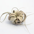 Air Plant Tillandsia Xerographica 3-4" Wide by Garden in the City/Ships from California/Greenhouse Grown (Mini (3-4"))