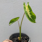 Elephant Ear Plants, Rare Colocasia Plant Live, Perennial Esculenta Taro Alocasia 4-8 Inch Tall, Indoor Outdoor Garden (Sunrise)