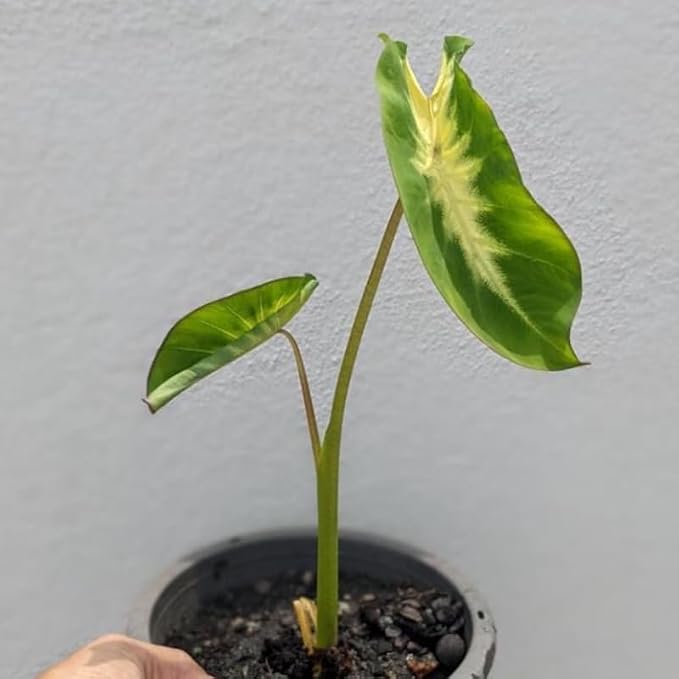 Elephant Ear Plants, Rare Colocasia Plant Live, Perennial Esculenta Taro Alocasia 4-8 Inch Tall, Indoor Outdoor Garden (Sunrise)