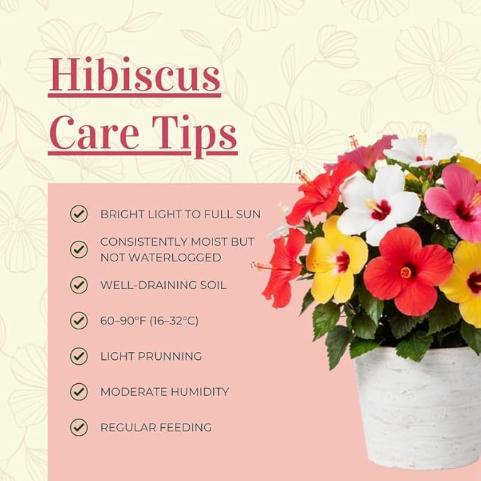 3 Hardy Hibiscus Plants Live, Well Rooted Hibiscus Flower 4-7'' Tall, Flowering Shrub for Garden or Containers Planting (Pink with Red Center)