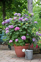 Endless Summer Collection - Hydrangea mac. Endless Summer BloomStruck (Reblooming Hydrangea) Shrub, RB purple, #3 - Size Container