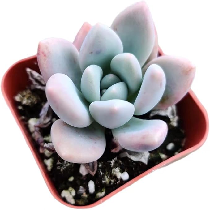 Live Succulent Cactus Plants from USKC (2" Pot) (Graptoveria Opalina)