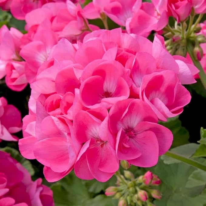 Set 2 Geranium Plants Live, 4-9 Inches Tall, Hardy Flowering Geraniums for Garden or Pots, Fragrant Perennial Blooms (Pink Geranium)