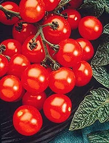 Husky Cherry Red Tomato Seed