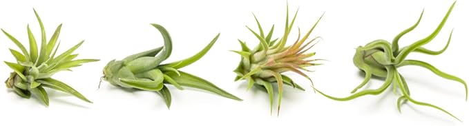 Air Plant Low Light House Plants Box (8PK) Tillandsia Air Plants Live Houseplants Live Indoor Plants Live Succulents Plants Live Terrarium Plants Live, Air Plant Holder Airplant Kit by Plants for Pets