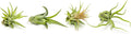 Air Plant Low Light House Plants Box (8PK) Tillandsia Air Plants Live Houseplants Live Indoor Plants Live Succulents Plants Live Terrarium Plants Live, Air Plant Holder Airplant Kit by Plants for Pets