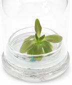 Bloomify Live Pinguicula ‘Fumiko’ Butterwort Carnivorous Plant Terrarium – No Water Indoor Plant, Zero Care Soil-Free Self Growing Kit, Mini Desk Plant, Home Decor, Pet-Safe Unique Gift