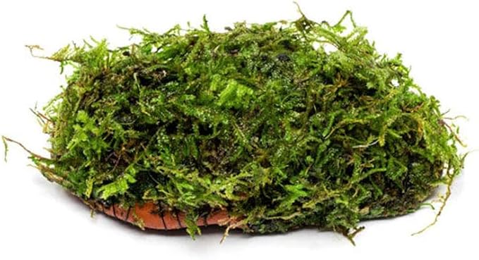 SubstrateSource Live Planted Decor - Christmas Moss (Vesicularia montagnei) on Clay - Low Light, Green Accent Freshwater Aquatic Plant, Foreground to Midground Placement for Aquascaping - 1 Pack