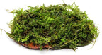 SubstrateSource Live Planted Decor - Christmas Moss (Vesicularia montagnei) on Clay - Low Light, Green Accent Freshwater Aquatic Plant, Foreground to Midground Placement for Aquascaping - 1 Pack