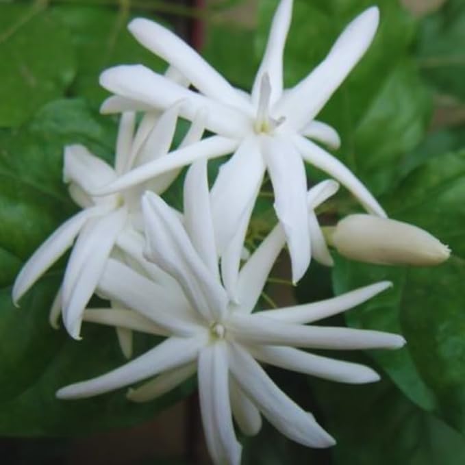 2 Jasmine Plants Live, Climbing Jasmine Flower Plant, Zone 4 to 11, 5 to 7 Inc in Height (Double White)