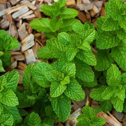 Strawberry Mint Plants Live, Mint Plants for Inside and Home Décor, 3-Inch Potted Fresh Herb for Kitchen Gardens and Indoor Outdoor Growing