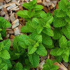 Strawberry Mint Plants Live, Mint Plants for Inside and Home Décor, 3-Inch Potted Fresh Herb for Kitchen Gardens and Indoor Outdoor Growing