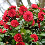9 Months Old Camellia Tree Live Plant, Camellias Plants Shrub, Large Flower Well-Rooted in Pot, Indoor Outdoor, Cold Hardy (Red)