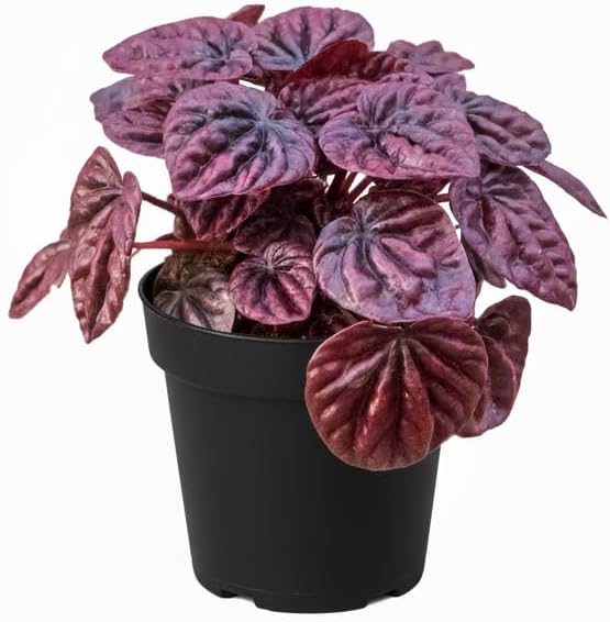 Peperomia 'Ripple Red' (4 inch) - Lucky Houseplants - 4/6 inch Unique Live Decorative Houseplants - Easy to Care Indoor Plants, Perfect for Office, Home & Feng Shui Decor