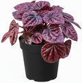 Peperomia 'Ripple Red' (4 inch) - Lucky Houseplants - 4/6 inch Unique Live Decorative Houseplants - Easy to Care Indoor Plants, Perfect for Office, Home & Feng Shui Decor