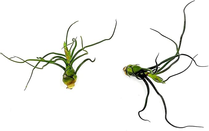 ragnaroc Air Plants - Flowering Tillandsia Bulbosa Guatemala, Large 3-5" - 2ct - Live Arrival Guaranteed - House Plants for Home Decor & Gift