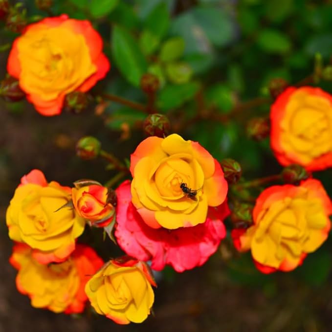 Multi-Colors Climbing Roses Live Plants 7 Months Old, Rose Bushes Ready to Plant 5-9" Tall, Very Fragrant, Can Grow As Climber or Bush Tree or Trellises, Walls, Fences