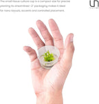 Ultum Nature Systems Live Tissue Culture - Pogostemon Erectus (Pogostemon erectus) - Moderate - Medium to High Light - Bright Green Accent - Background - 100% Snail Free Grown in-Vitro - Small Cup