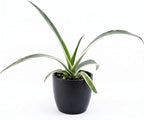 Mangave 'Snow Leopard', 1.5" Plug - Live Succulent Plant, Agave Like Rosette, Low Maintenance Indoor Outdoor Plant for Home Garden Decor, Beginner-Friendly Live Plants