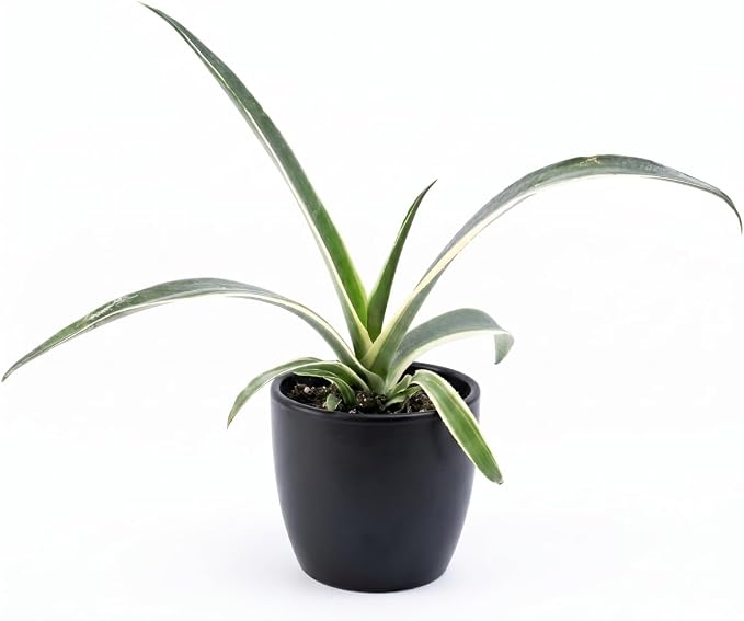 Mangave 'Snow Leopard', 1.5" Plug - Live Succulent Plant, Agave Like Rosette, Low Maintenance Indoor Outdoor Plant for Home Garden Decor, Beginner-Friendly Live Plants
