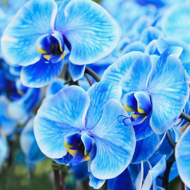 200+ Orchid Seed for Planting Outdoor-Rare Indoor Flower Non-GMO Heirloom