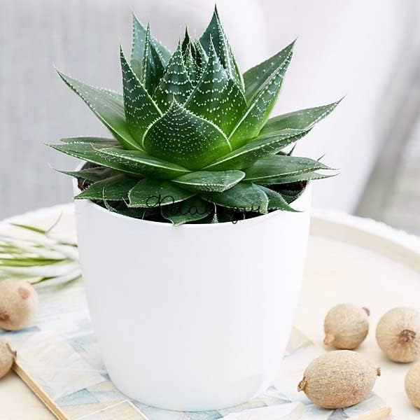 Doter Houseplant Potting Mix 10qt, Fertilized, Perlite Soil for All Types of Indoor House Plants and Tropical Plant