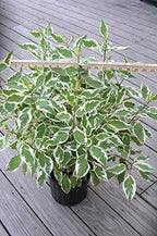 Cornus alba 'Ivory Halo' (Varigated Dogwood) Shrub, White Flowers with Varigated Foliage, #2 - Size Container