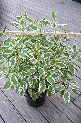 Cornus alba 'Ivory Halo' (Varigated Dogwood) Shrub, White Flowers with Varigated Foliage, #2 - Size Container
