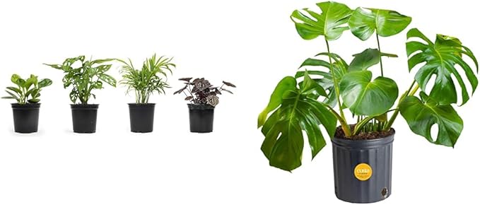 Altman Plants, Classic Houseplant Collection (4PK) Live Plants Indoor Plants Live Houseplants & Costa Farms Monstera Swiss Cheese Plant, Live Indoor Plant, Easy to Grow Split Leaf Houseplant