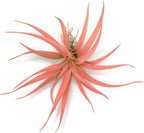Colored Capitata Air Plant, Tillandsia Air Plant, Airplant, Air Purification, House Plant, Home Decor & Gift, Live Plant (Peach)