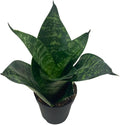 BubbleBlooms Snake Plant Black Robusta in 2 inch Pot, Green Striped Snakeplant, Sansevieria trifasciata