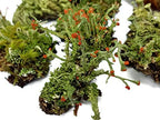 Live Lichen Assortment 4"x6" Bag for Terrariums and Fairy Gardens