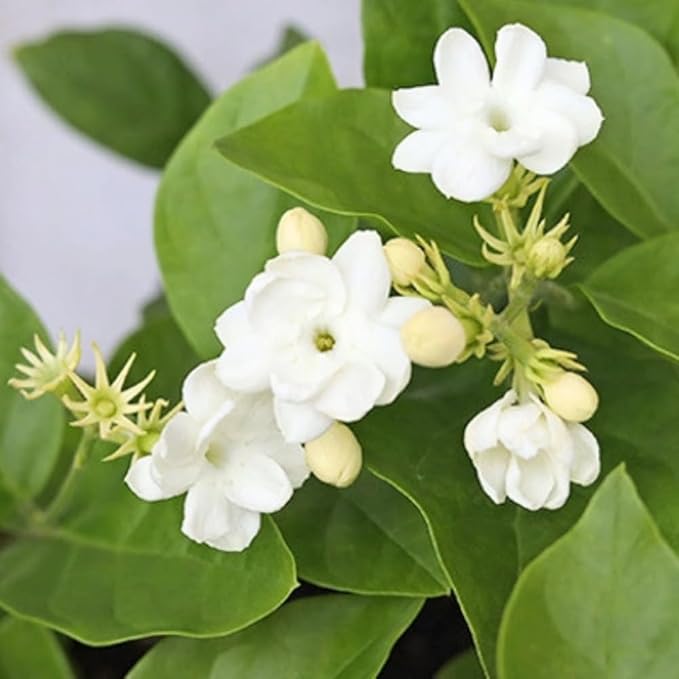 2 Jasmine Plants Live, Climbing Jasmine Flower Plant, Zone 4 to 11, 5 to 7 Inc in Height (Maid of Orleans)