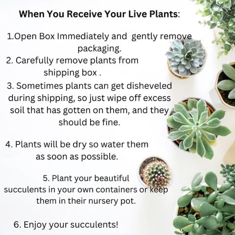 Live Trailing Succulent 4 Pack | Well Rooted Hanging Ruby Necklace (Little Pickles) Planted in 2 inch Pots | Small Plants for Baskets or Planters | DIY, Home Outdoor/Indoor Wedding or Birthday Gift