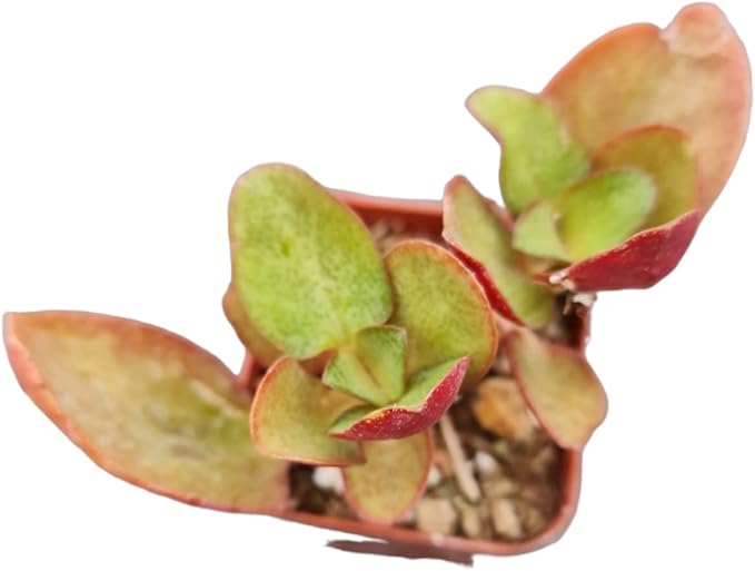 Live Succulent Cactus Plants from USKC (2" Pot) (Crassula Streyi 'Pondo Cliff')