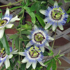 Blue Caerulea Passiflora (Passion Flower) Live Plant | 5-9" Tall | Hardy Zone 6-9 | Fast-Growing Indoor/Outdoor Climbing Vine for Trellis & Patio | Exotic Butterfly Attractor